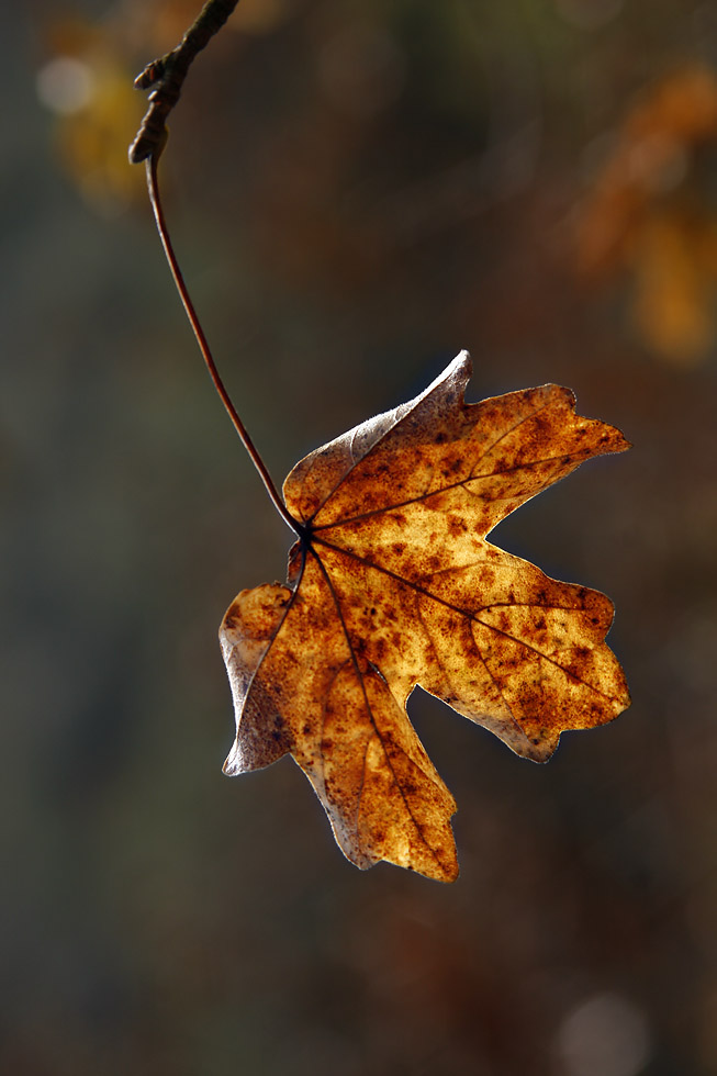 _MG_2220.jpg