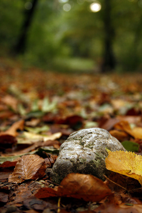_MG_2223.jpg