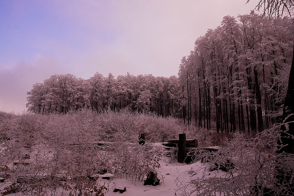_MG_4033.jpg