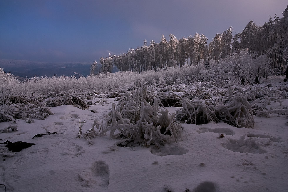 _MG_4073.jpg