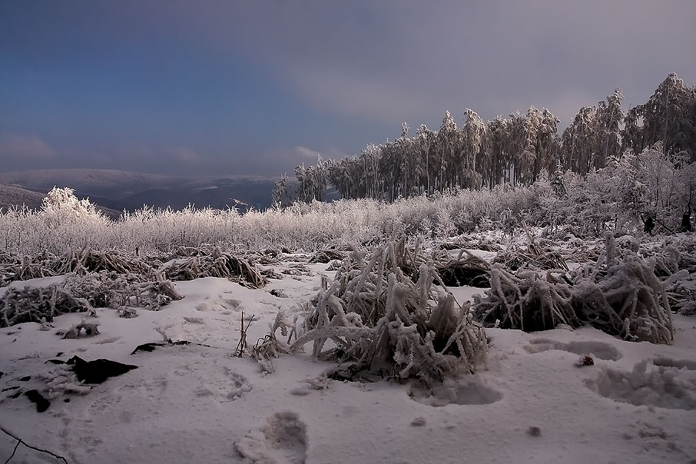 _MG_4074.jpg