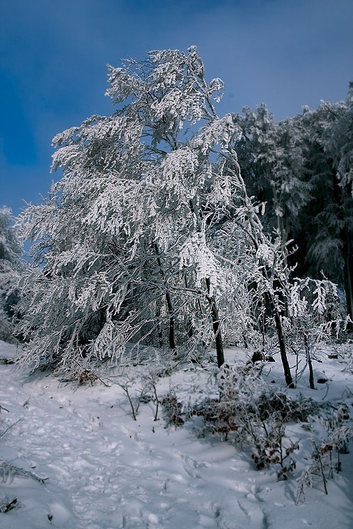 _MG_4084.jpg