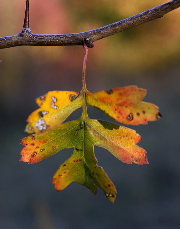 _MG_1567_w.jpg